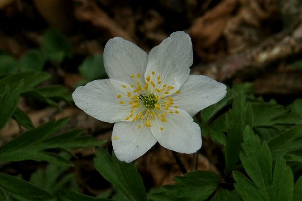 veternica hájna Anemone nemorosa L.