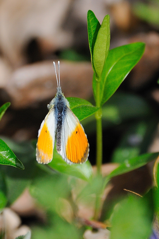 mlynárik žeruchový Anthocharis cardamines