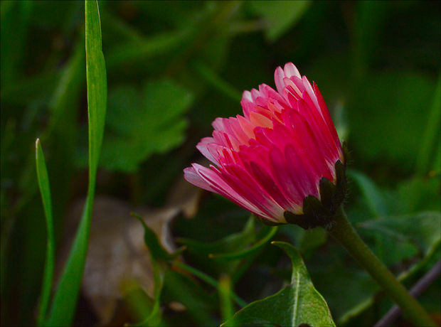 sedmokráska obyčajná Bellis perennis L.