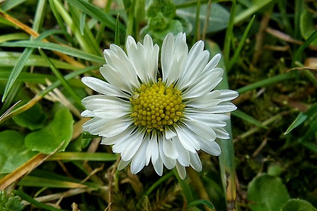 sedmokráska obyčajná Bellis perennis L.