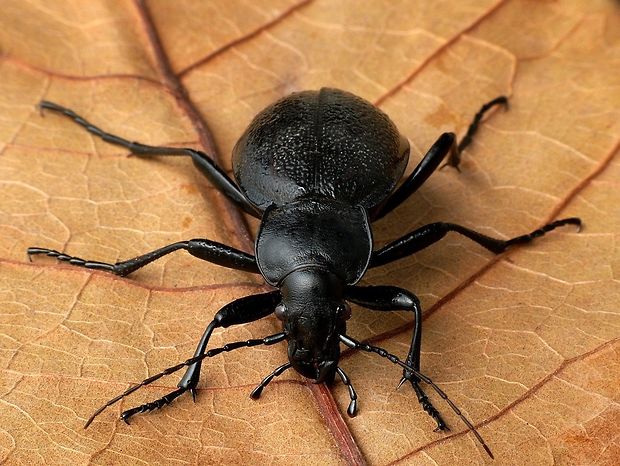 bystruška kožovitá (sk) / střevlík kožitý (cz) Carabus coriaceus Linnaeus, 1758