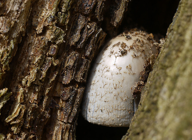 hnojník dutinový Coprinopsis mitraespora (Bohus) L. Nagy, Vágvölgyi & Papp