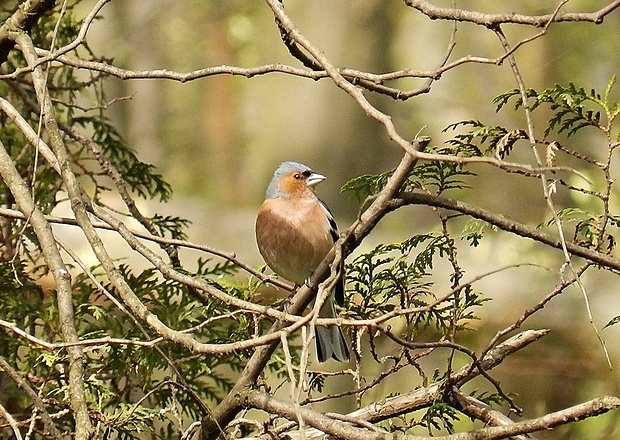 pinka lesná Fringilla coelebs