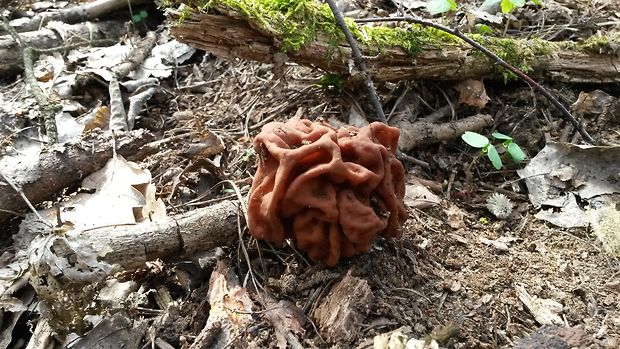 ušiak obrovský Gyromitra gigas (Krombh.) Cooke