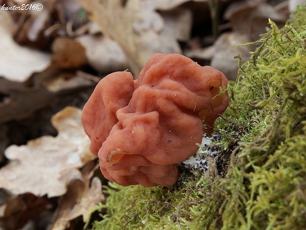 ušiak obrovský Gyromitra gigas (Krombh.) Cooke