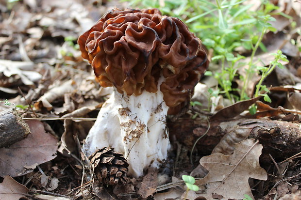 ušiak obrovský Gyromitra gigas (Krombh.) Cooke