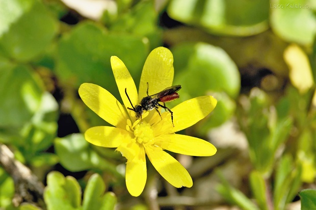 včielka ♂ Halictus albipes (Halictidae)