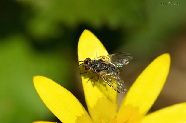 bystruša Hebia flavipes (Tachinidae)