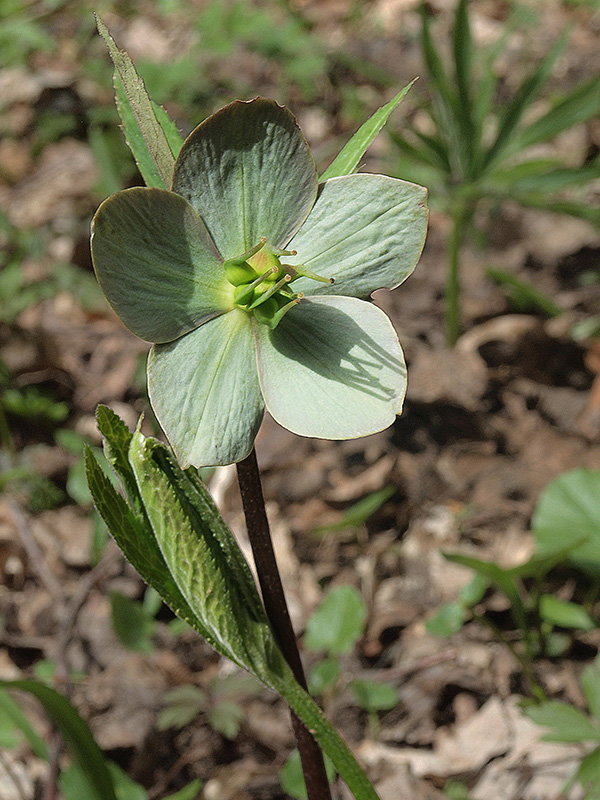 čemerica purpurová Helleborus purpurascens Waldst. et Kit.