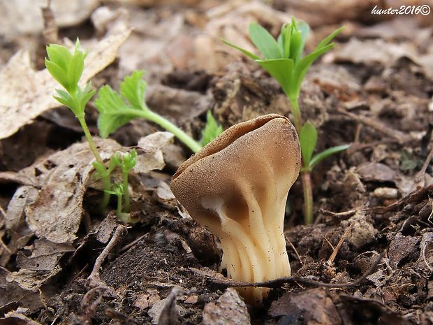 chriapač kalíškovitý Helvella acetabulum (L.) Quél.