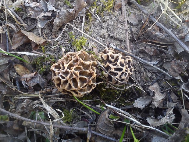 smrčok jedlý Morchella esculenta (L.) Pers.