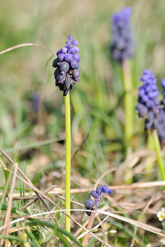 modrica strapcovitá Muscari atlanticum Boiss. et Reut.