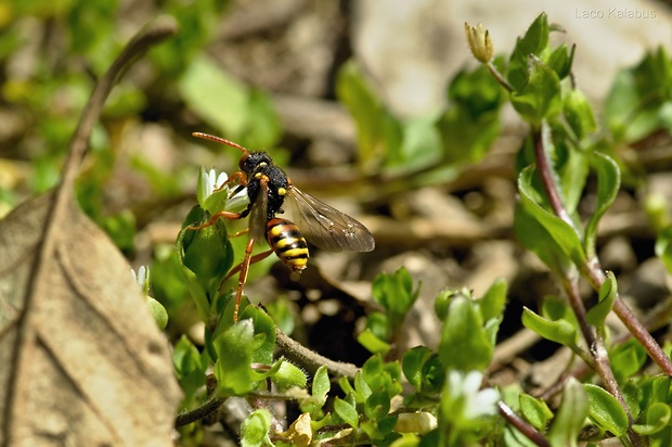 Nomada sp.