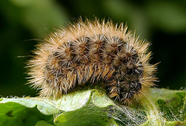 spriadač štiavcový Phragmatobia fuliginosa