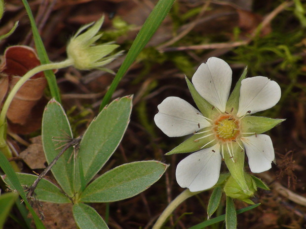 nátržník biely Potentilla alba L.