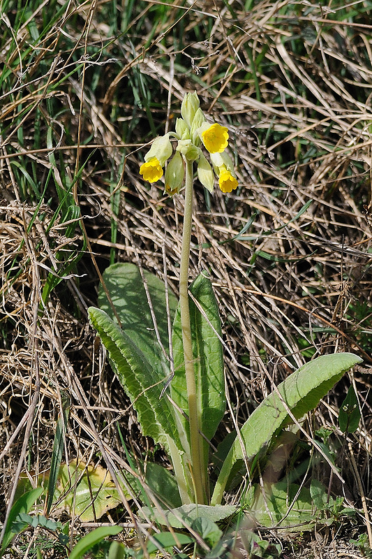 prvosienka jarná Primula veris L.