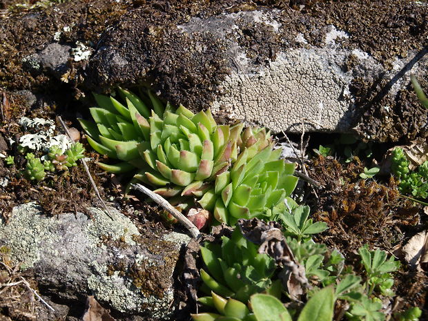 skalnica strechová Sempervivum tectorum L.