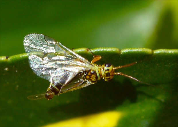 ihlovka borovicová Xyela julii  Hymenoptera, Xyelidae