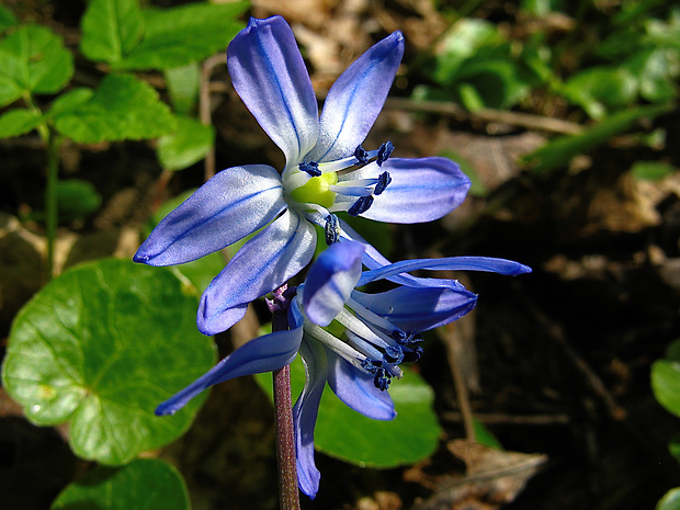 scilovka sibírska Othocallis siberica (Haw.) Speta