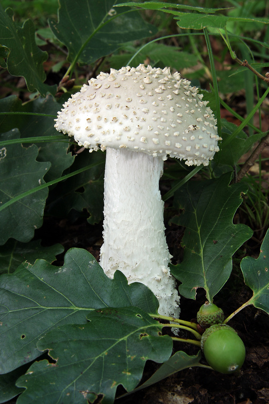 muchotrávka ostnatá Amanita echinocephala (Vittad.) Quél.