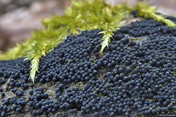 bercia buková Bertia moriformis (Tode) De Not.