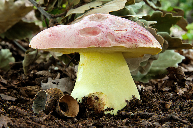 hríb kráľovský Butyriboletus regius (Krombh.) D. Arora & J.L. Frank