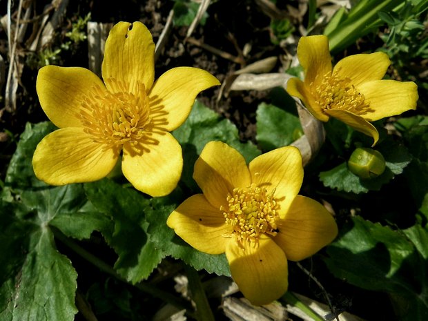 záružlie močiarne Caltha palustris L.