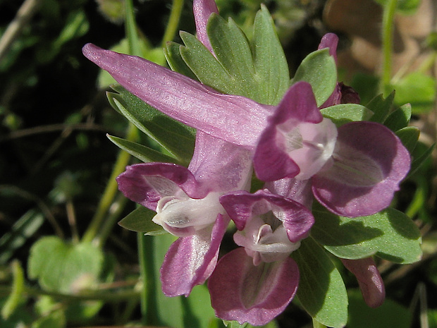 chochlačka nízka Corydalis pumila (Host) Rchb.