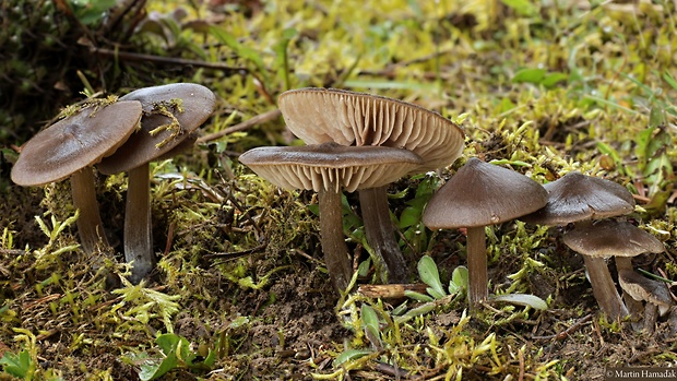 hodvábnica včasná Entoloma vernum S. Lundell