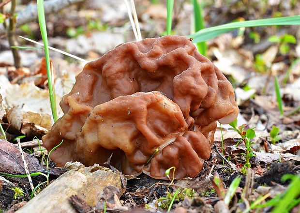 ušiak obrovský Gyromitra gigas (Krombh.) Cooke