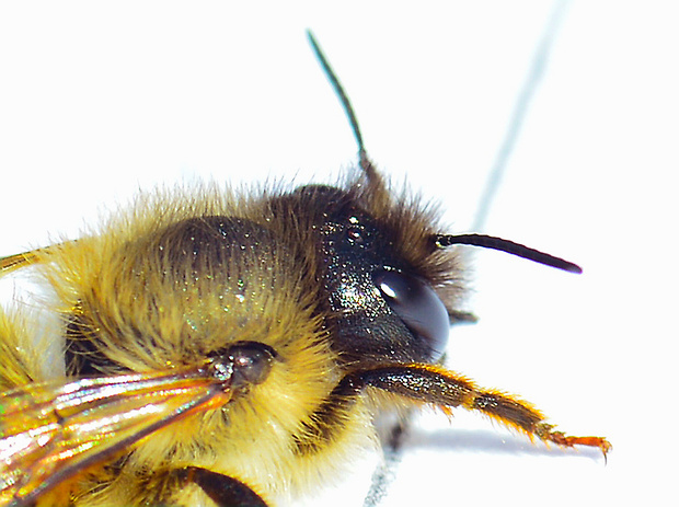 včielka Halictus sp.