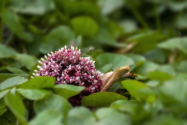 deväťsil lekársky Petasites hybridus (L.) P. Gaertn., B. Mey. et Scherb.