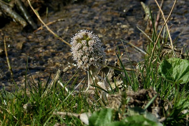 deväťsil lekársky Petasites hybridus (L.) P. Gaertn., B. Mey. et Scherb.