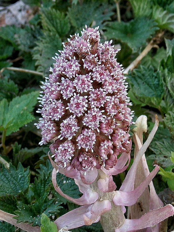 deväťsil lekársky Petasites hybridus (L.) P. Gaertn., B. Mey. et Scherb.