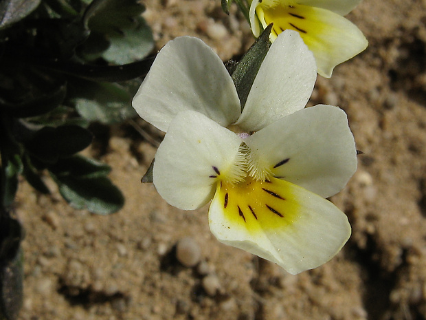 fialka roľná Viola arvensis Murray