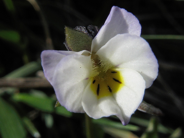 fialka kitaibelova Viola kitaibeliana Schult.