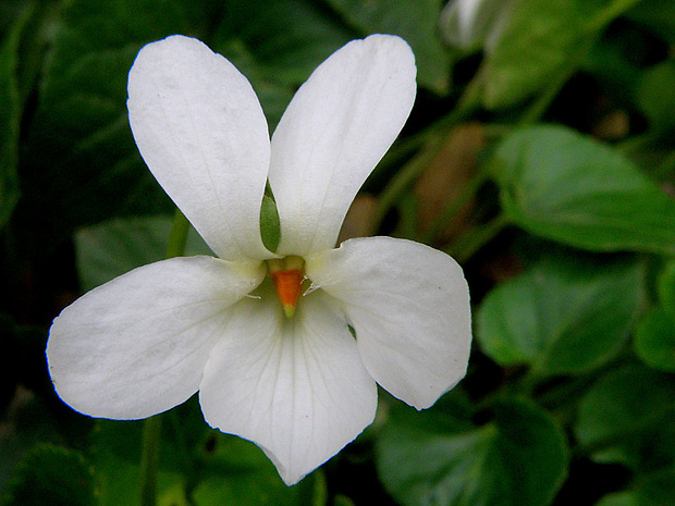 fialka voňavá Viola odorata L.