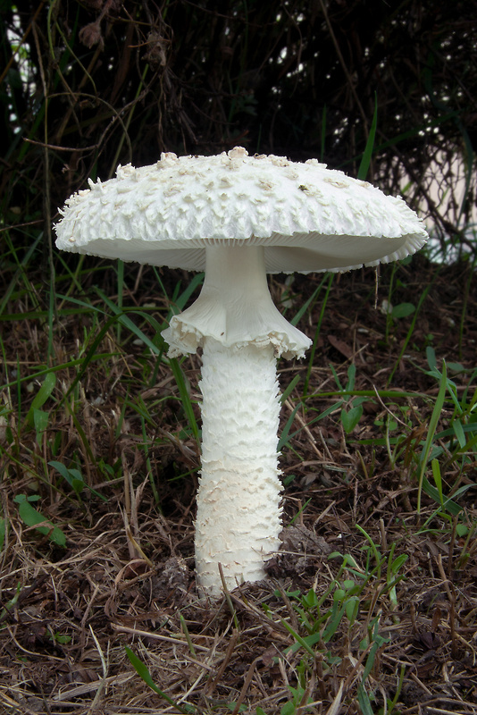 muchotrávka Vittadiniho Amanita vittadinii (Moretti) Vittad.