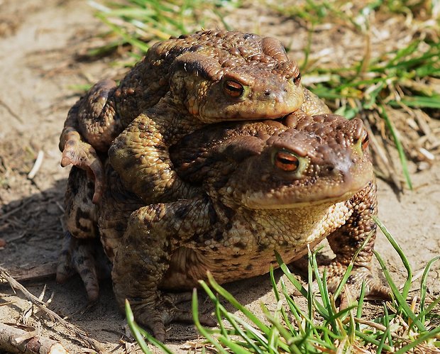 ropucha bradavičnatá Bufo bufo