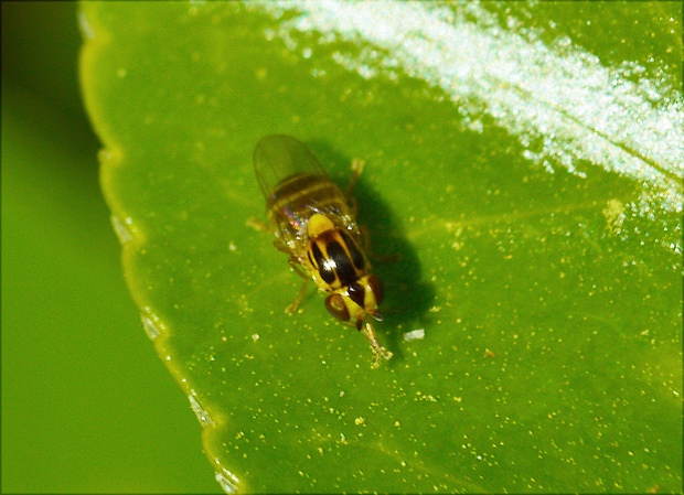 zelenuška Chlorops serenus   Chloropidae