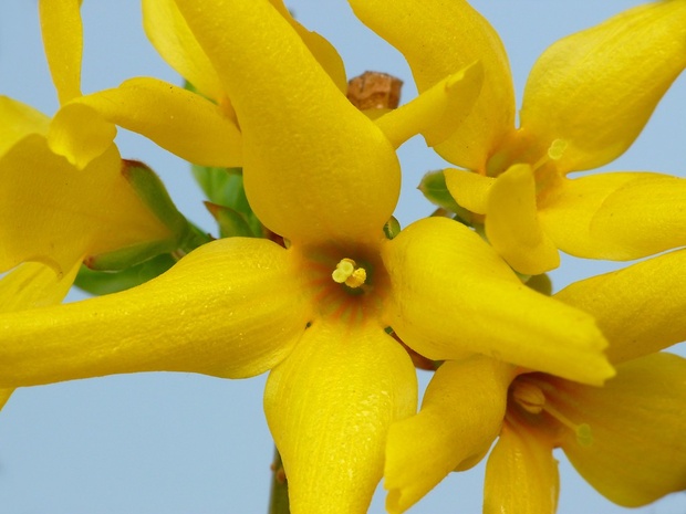 zlatovka prostredná (sk) /  zlatice prostřední (cz) Forsythia × intermedia Zabel