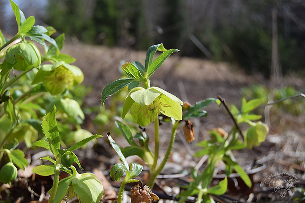 čemerica Helleborus  Lam.