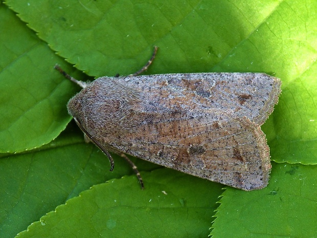 mora jarná Orthosia incerta