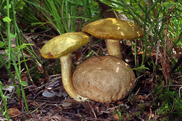 suchohríb cudzopasný Pseudoboletus parasiticus (Bull.) Šutara