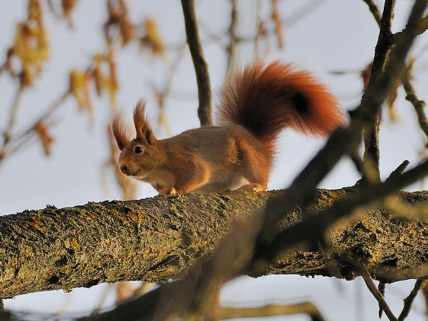 veverica stromová Sciurus vulgaris