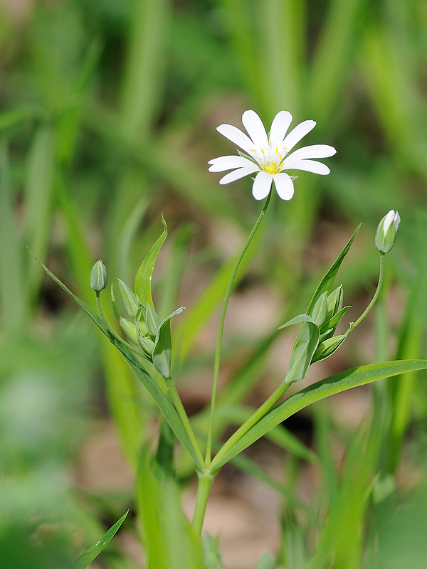 hviezdica veľkokvetá Stellaria holostea L.