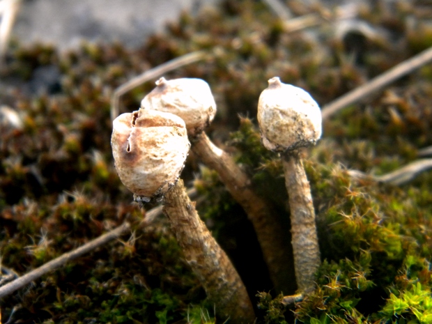 stopkovec zimný Tulostoma brumale Pers.