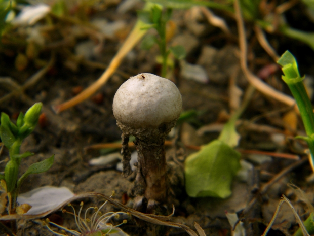 stopkovec vláknitý Tulostoma fimbriatum Fr.