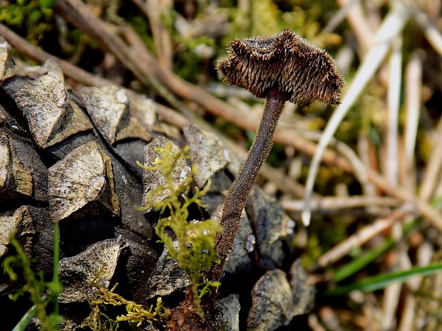 lopatovka obyčajná Auriscalpium vulgare Gray