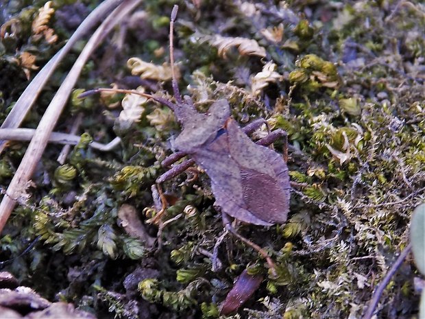 obrubnica štiavova Coreus marginatus